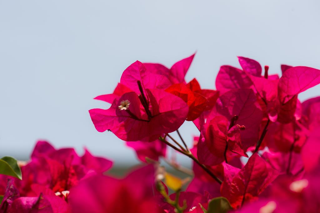 Hotel Bougainvillea San Jose Santo Domingo De Heredia Zewnętrze zdjęcie